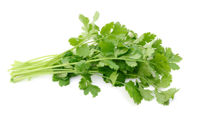 Fresh Cilantro