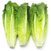 Fresh Romaine Lettuce